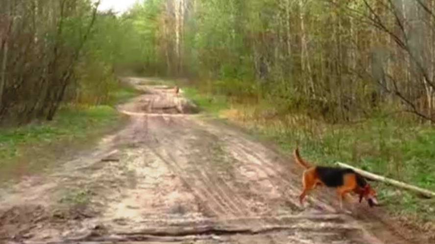 Русские гончие ч.п/ч Сигнал (Плакуня) и Майя 11 мес. вл. Шатров В.А.#охота с гончей##топ #hunting