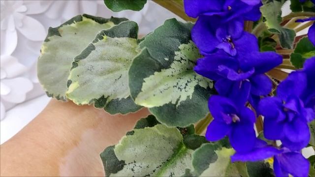 Фиалка Harmony's Little Stinker, листовая химера