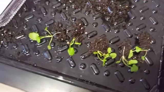 Как и когда пикировать виолу