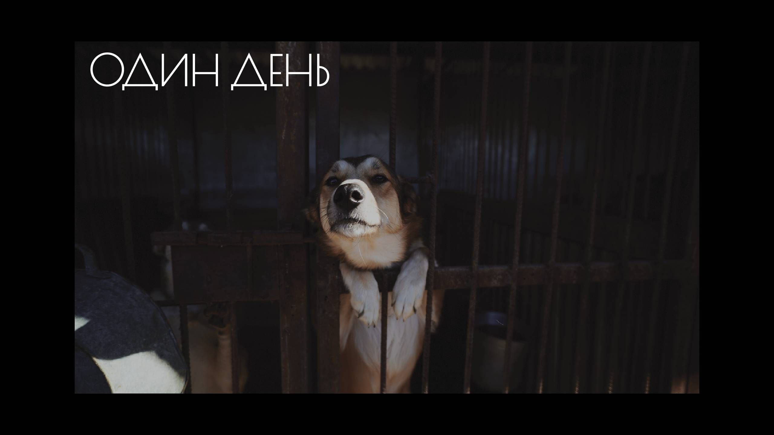 «Один день». Специальный репортаж о жизни собачьего приюта | #прожизнь (2025)