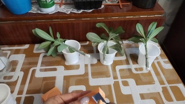 Мои Адениумы. Черенкую черенки 😊