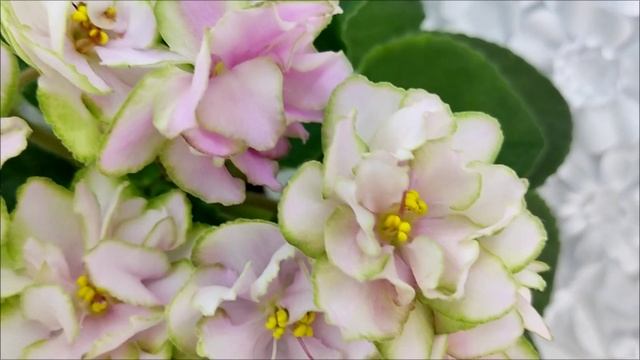 Фиалка ЕК-Танец Кувшинок