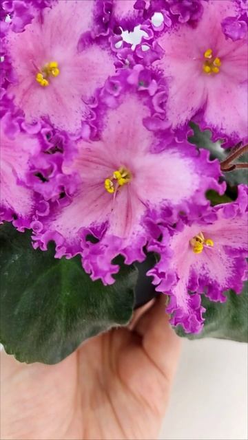 Фиалка Nik-Любовный Напиток