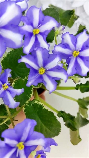 Фиалка Senk's Try the Decaf химера, стандартный трейлер