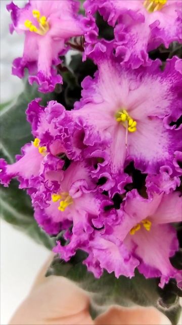 Фиалка Nik-Любовный Напиток