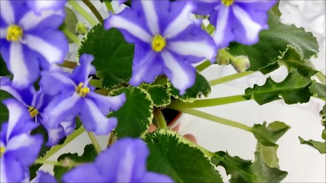 Фиалка Senk's Try the Decaf химера, стандартный трейлер