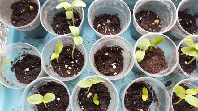 Через 3 дня огурцы все взошли