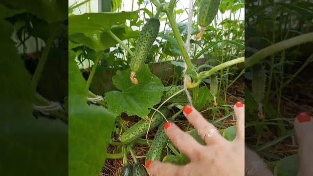 Огурцы в теплице. Сорт гирлянда