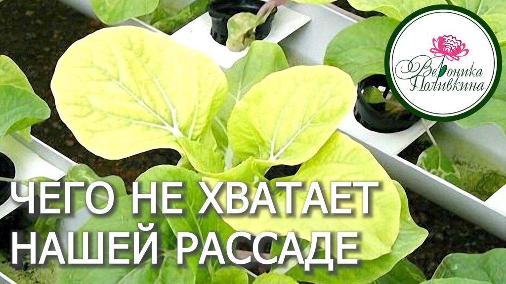 ЧТО НУЖНО НАШЕЙ РАССАДЕ