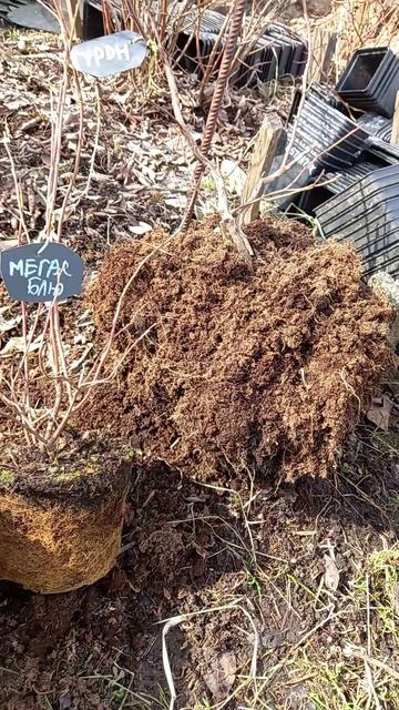 ПОСАДКА И ПЕРЕСАДКА ГОЛУБИКИ