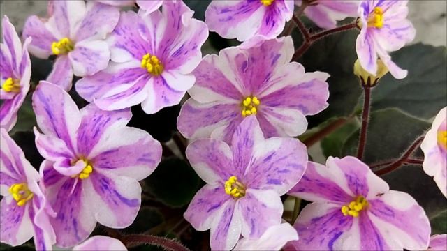 Фиалка химера Ness` Spring Blush