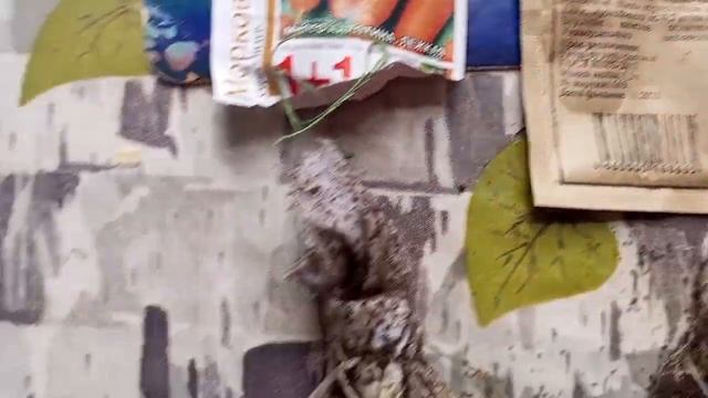 Как я подготавливаю семена моркови и высаживаю в грунт