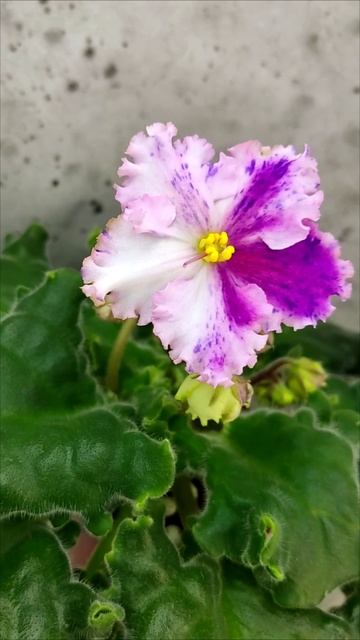 Фиалка Dn-Alter Ego спорт