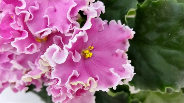 Фиалка НД-Ливадия