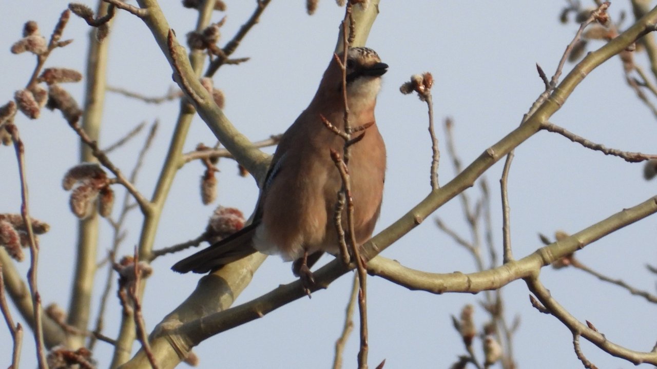 птицы видео Голоса птиц, Сойка, видео. Наблюдение птиц в новгородской области, 31 марта 2025