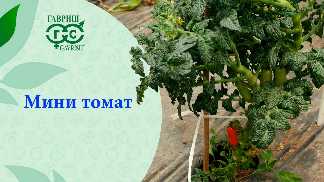 НИЗКОРОСЛЫЙ ТОМАТ, НОВИНКА!