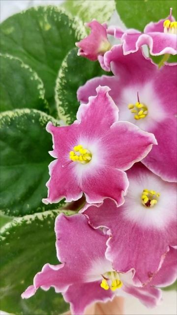 Фиалка НД-Наталка-Полтавка