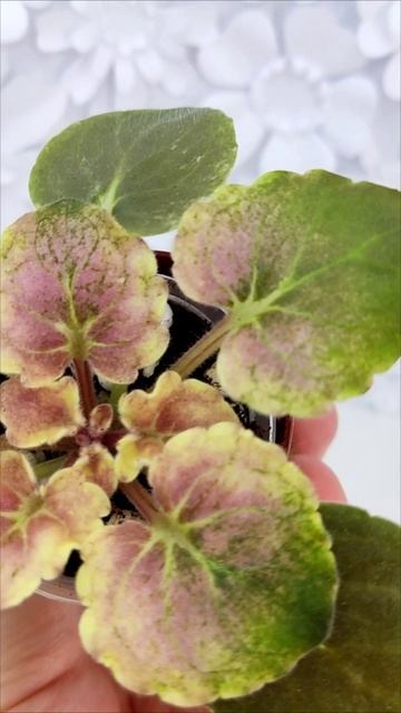 Фиалка АВ-Корзиночка с Ежевикой