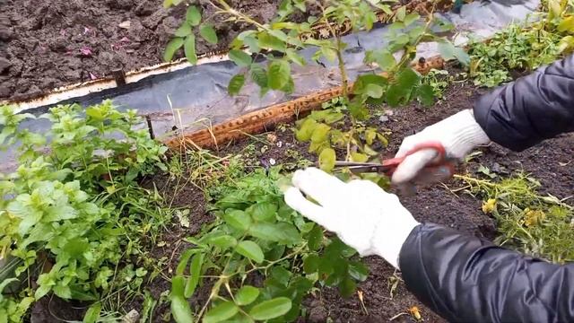 Как укрыть розы на зиму. 2 способа. 2023 год