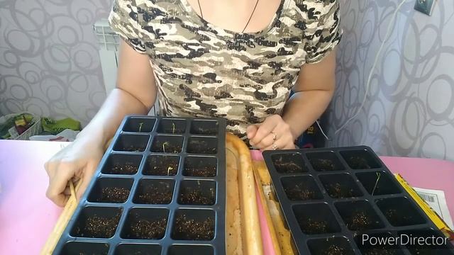 Всходы перца и баклажанов через 8 дней.