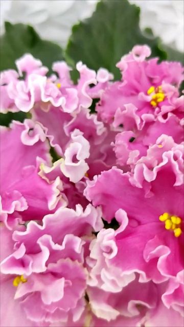 Фиалка НД-Ливадия