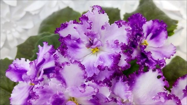 Фиалка БР-Осирис