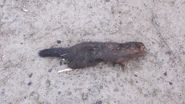 животные сбитые автомобилями вдоль дорог в Новгородской области, Норка, 31 марта 2025