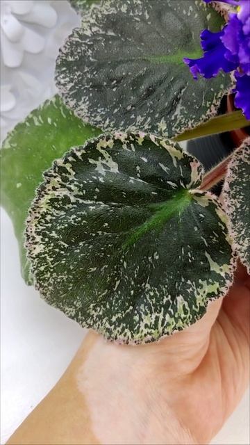 Фиалка ЛЕ-Демо