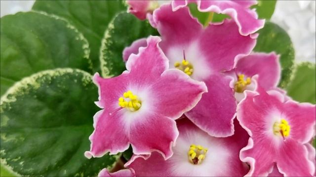 Фиалка НД-Наталка-Полтавка