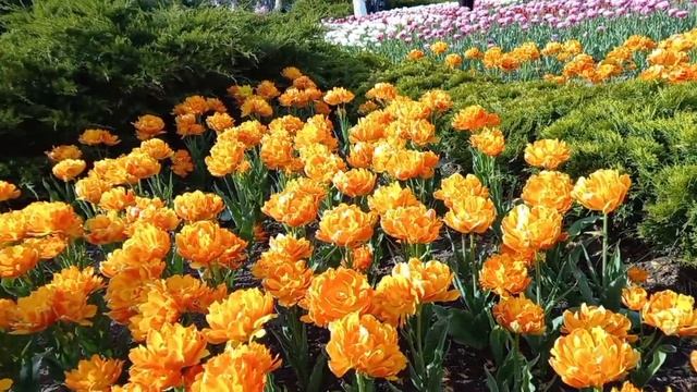 Moscow Этот цветущий май...