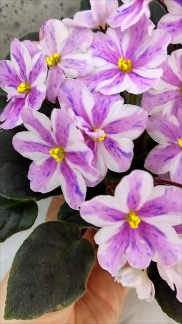 Фиалка химера Ness` Spring Blush