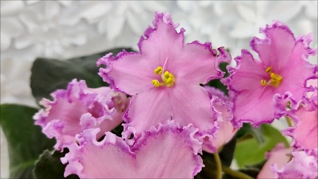 Фиалка Nik-Хмельное Лето