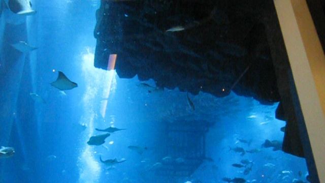 Аквариум в Дубай молл!