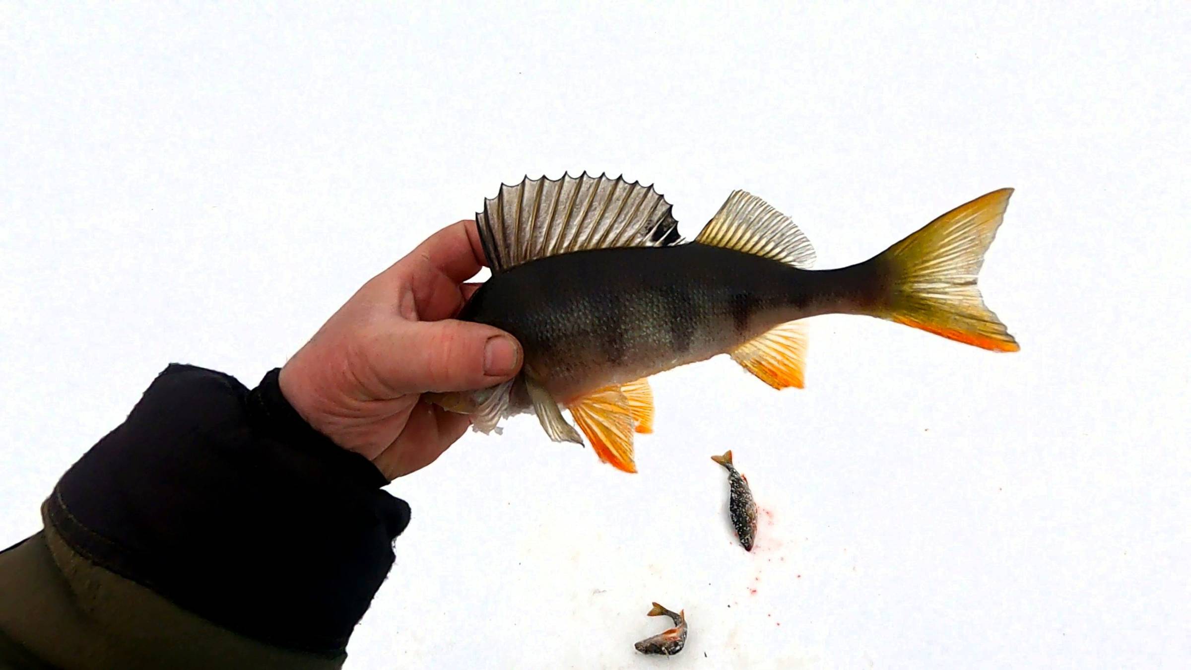 Рыбалка с Григоричем \ Окунёвый клондайк  Зарыбляем озеро