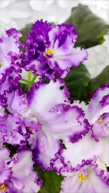 Фиалка БР-Осирис