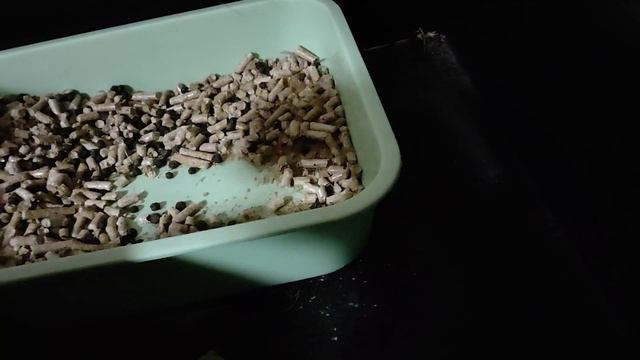 Карликовый кролик Путька