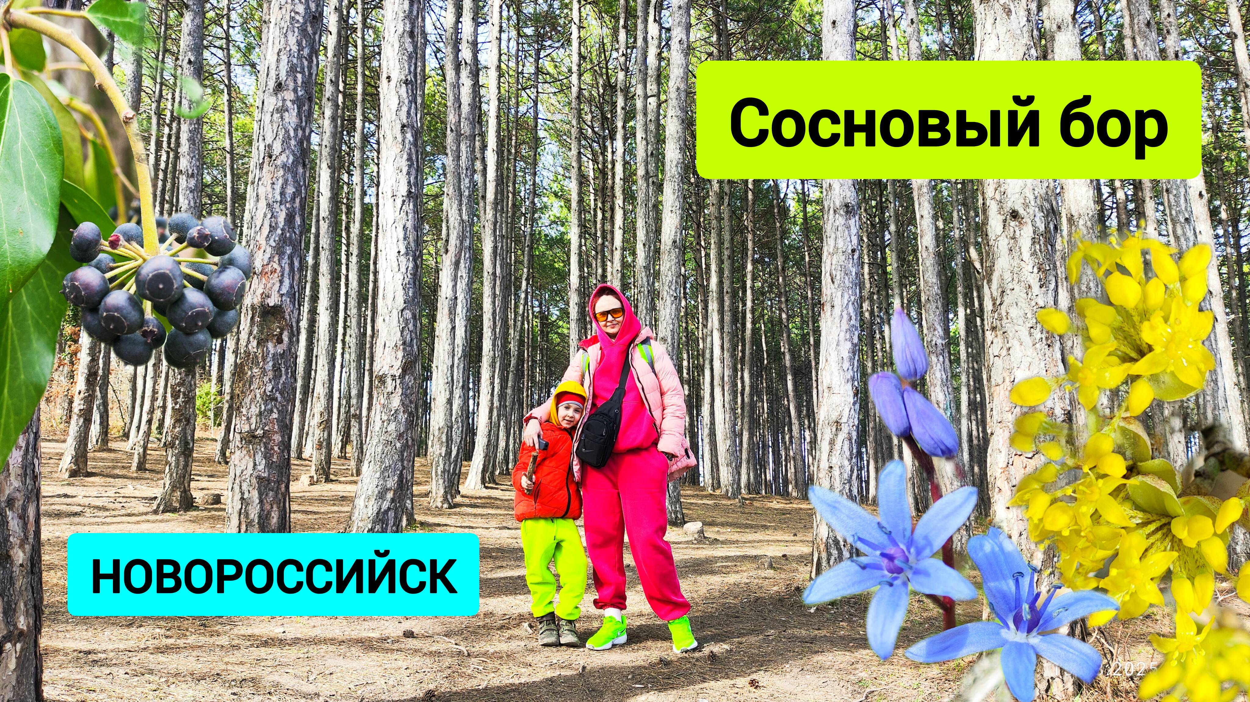 #142 Экологическая катастрофа Сосновый бор в Новороссийске #леснаяцаревна #sumkiberry #пойдемсомной