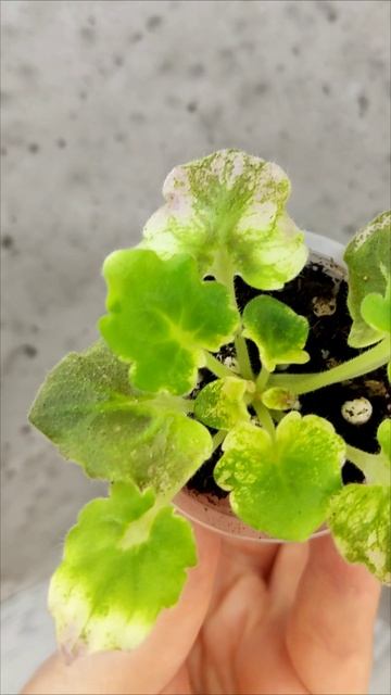 Фиалка АВ-Почемучка