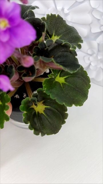 Фиалка LV-Ланселот (Л. Шевелева) 2025 г. трейлер (клакамасный гёрл с кроновой пестролистностью)