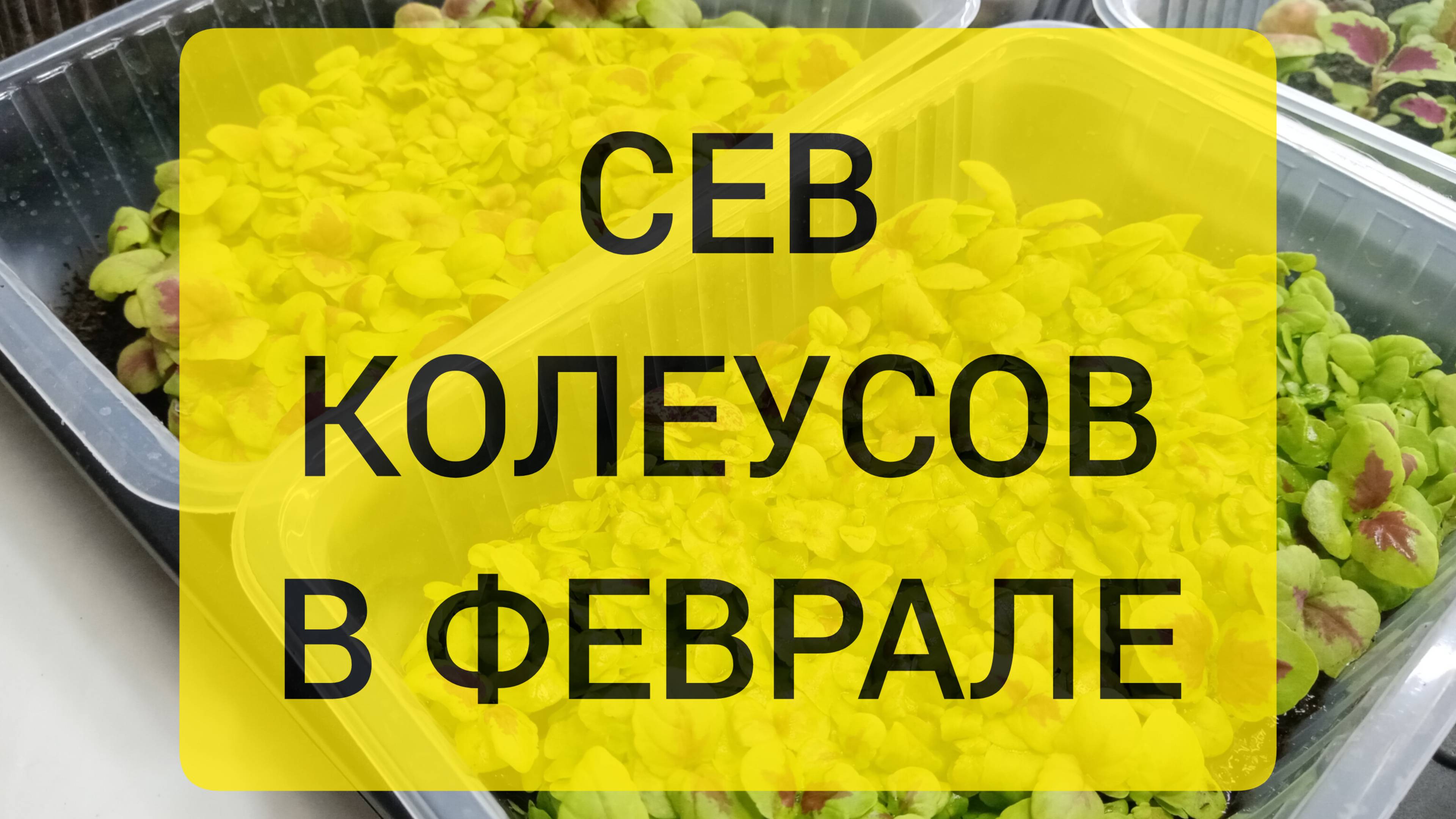 СЕВ КОЛЕУСОВ В ФЕВРАЛЕ