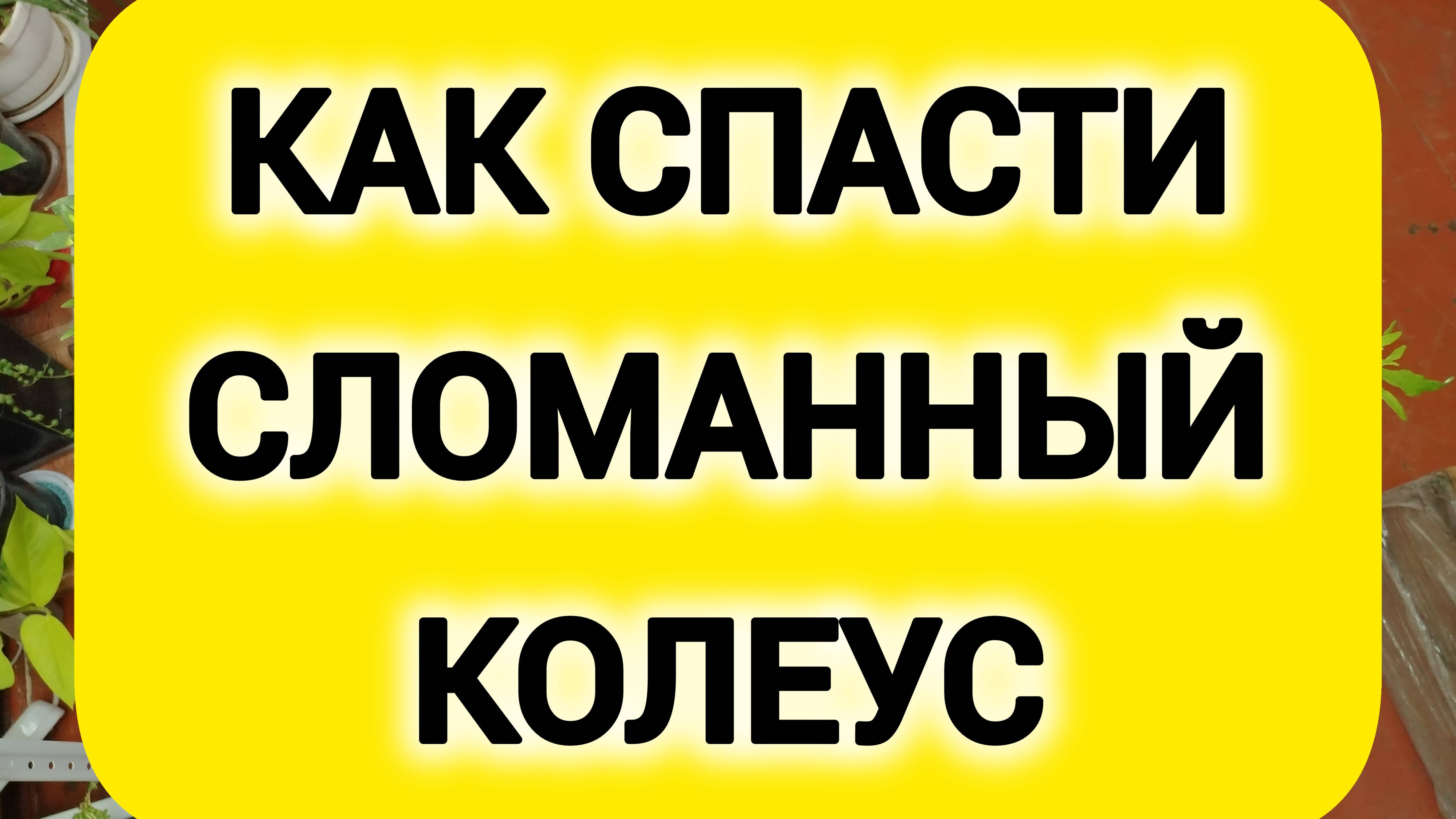КАК СПАСТИ СЛОМАННЫЙ КОЛЕУС