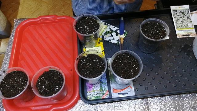 В  январе сажаю семена многолетников и однолетников