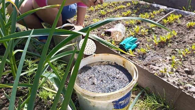 Вторая подкормка чеснока. 2 способа