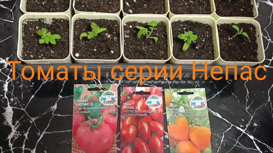 Томаты Непас - находка для огородников выходного дня. 
Часть 1. Первая пикировка