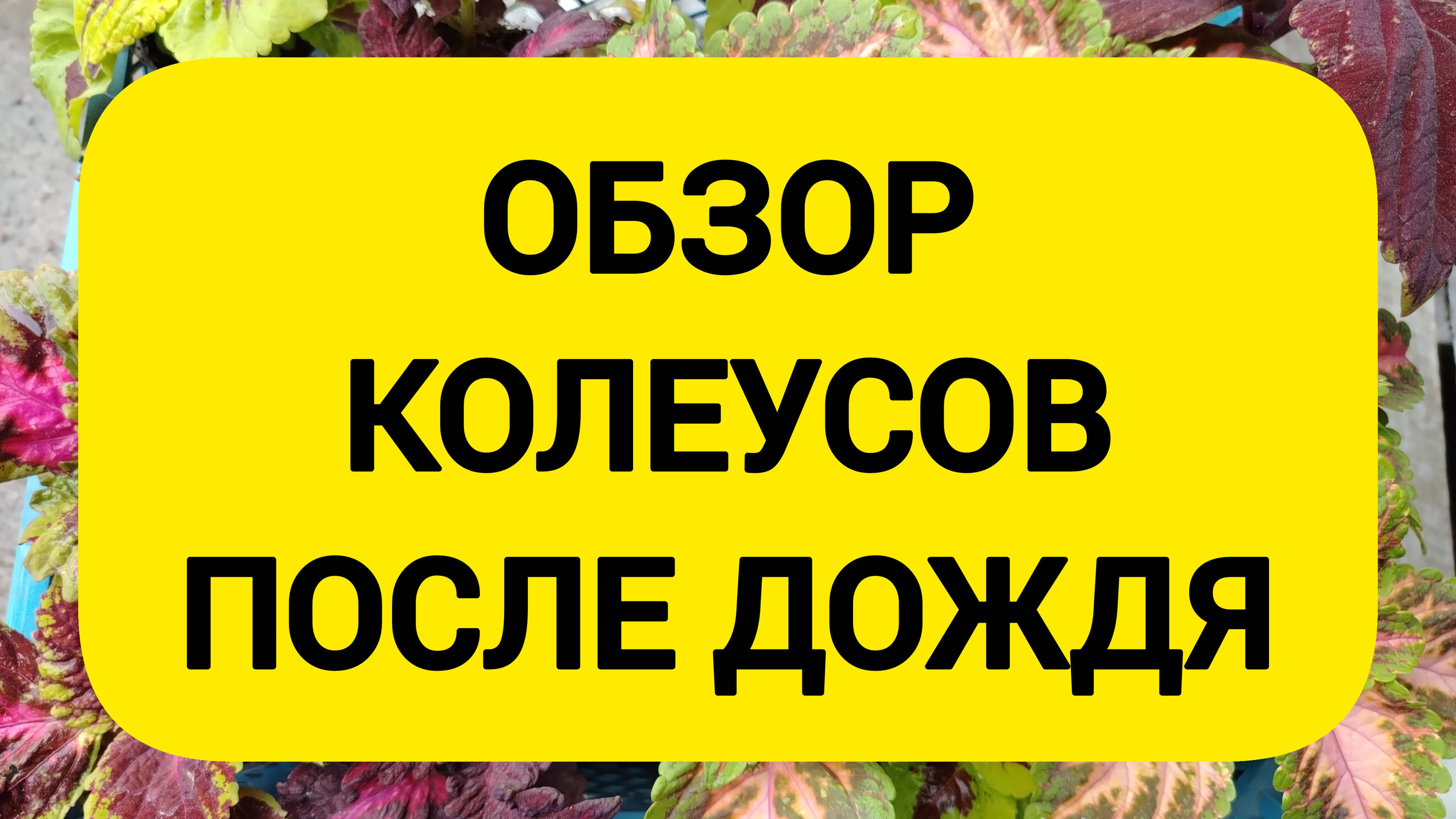 ОБЗОР КОЛЕУСОВ ПОСЛЕ ДОЖДЯ