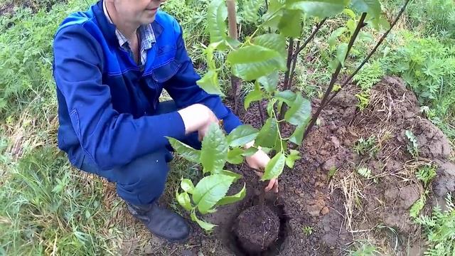 Как посадить вишню_