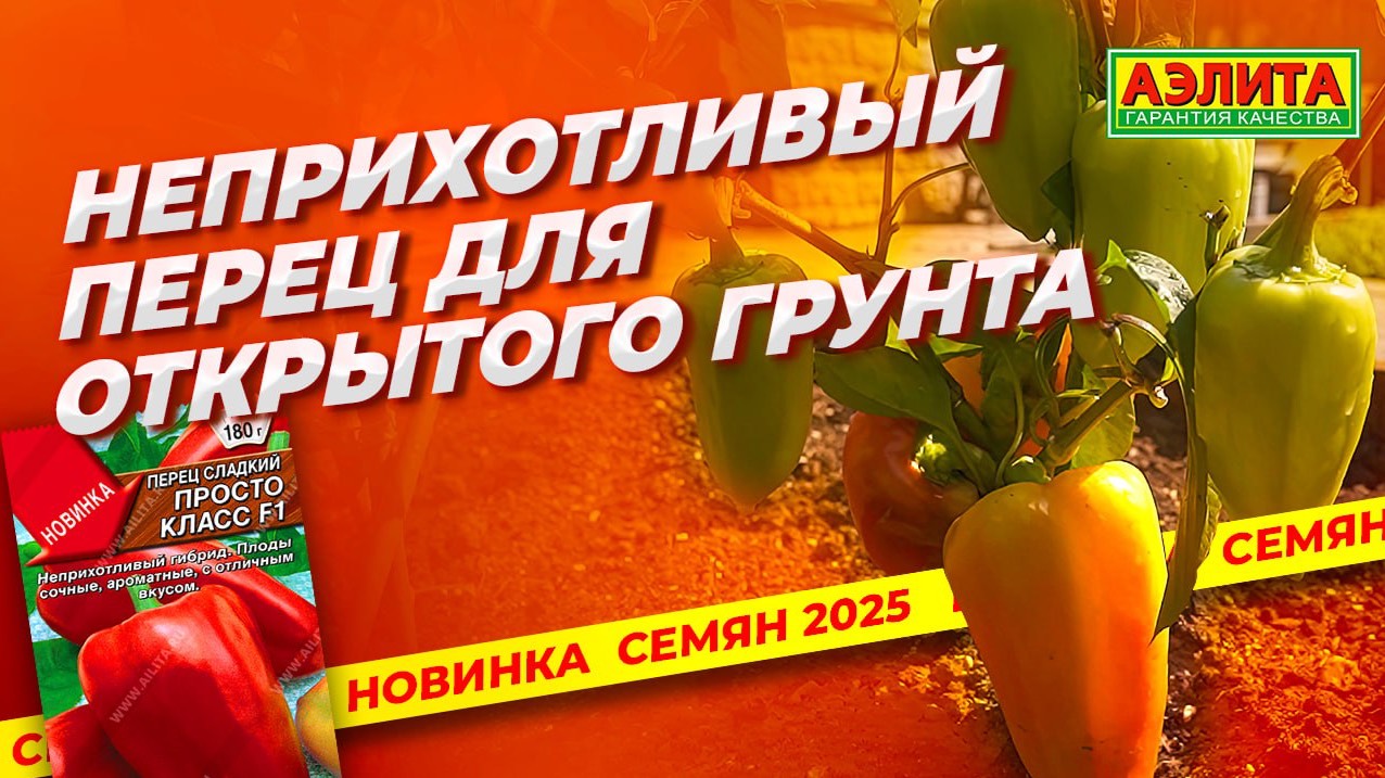 Сладкий перец для открытого грунта ПРОСТО КЛАСС F1 - новинка 2025!