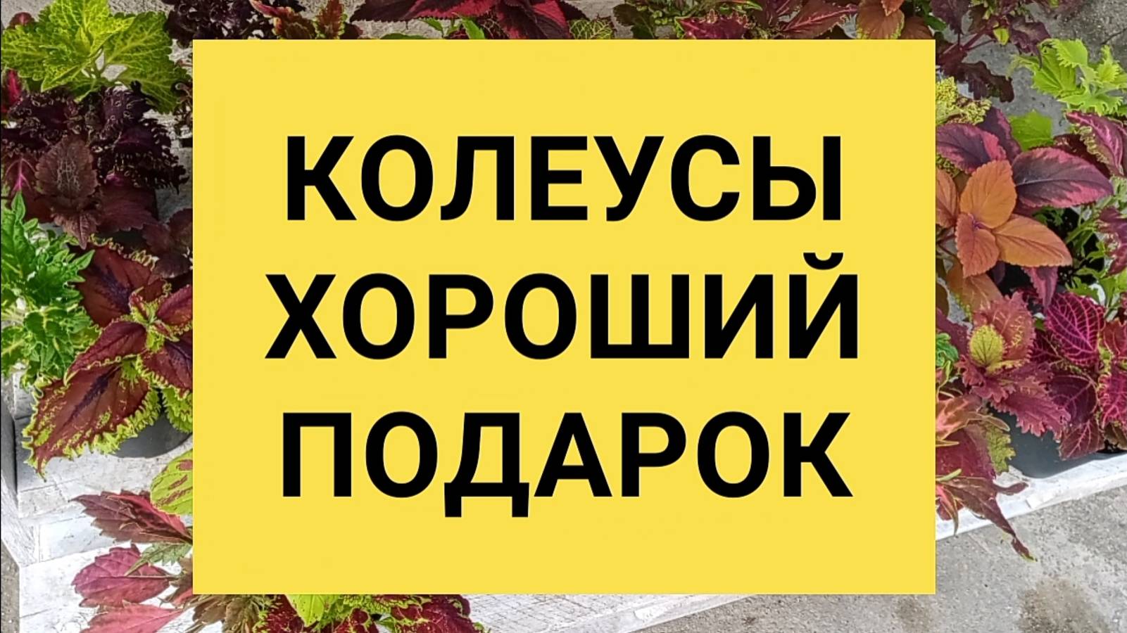 КОЛЕУСЫ ХОРОШИЙ ПОДАРОК