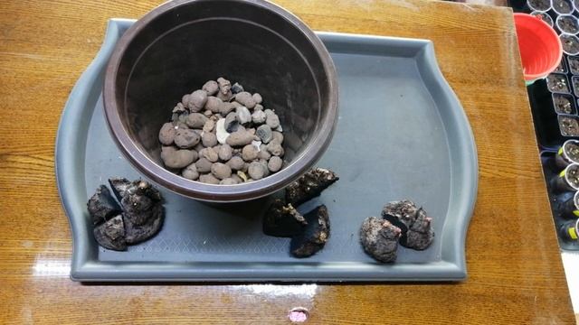 В феврале делю и сажаю клубневые бегонии