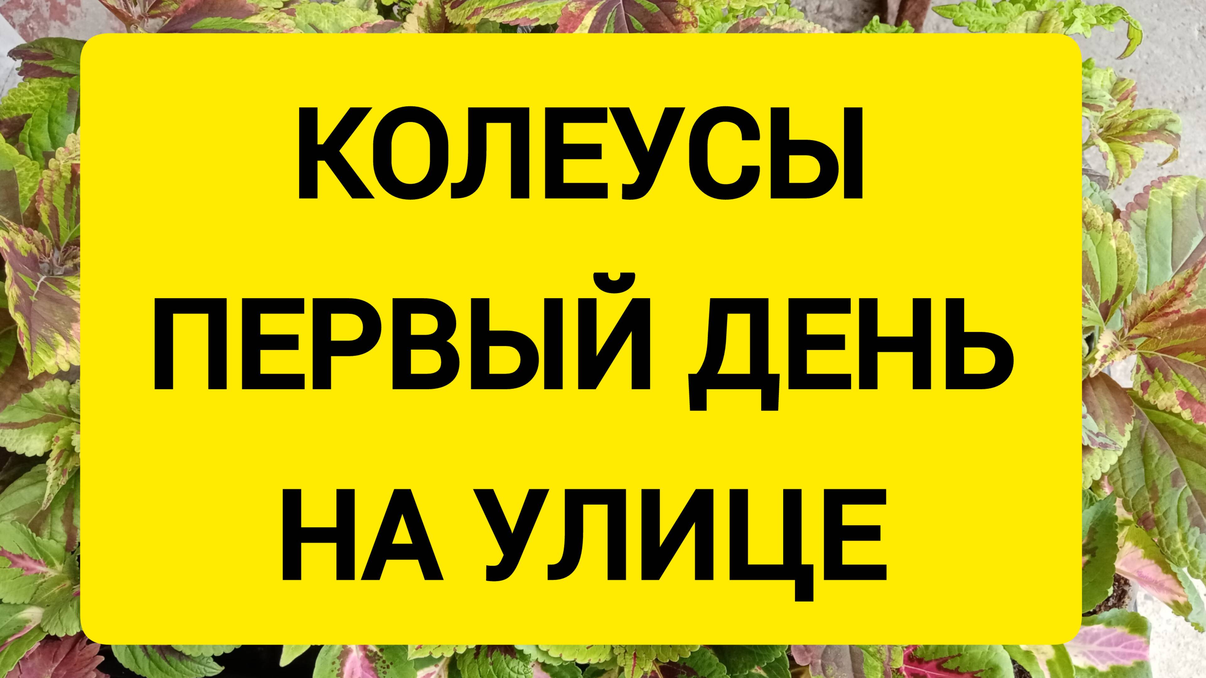 КОЛЕУСЫ ПЕРВЫЙ ДЕНЬ НА УЛИЦЕ